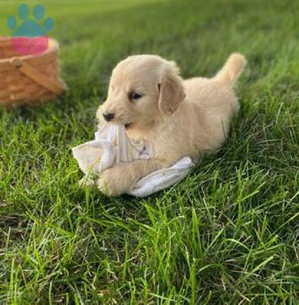 Golden Retriever Yavrularımız Aşılı Sağlık Karneli