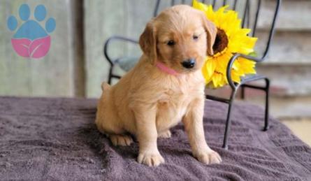 Orijinal Safkan Golden Retriever Bebekler