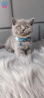 Mükemmel Safkan British Shorthair Yavrularımız 2 Aylık