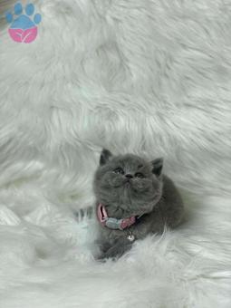 Mükemmel Safkan British Shorthair Yavrularımız