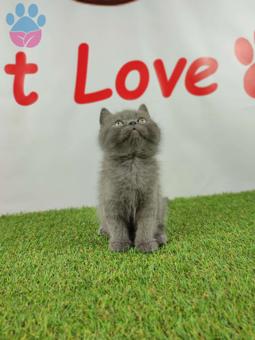 Muhteşem Safkan British Shorthair Yavrularımız