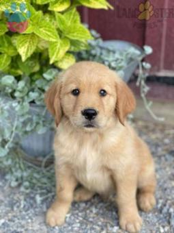 Mükemmel Şirinlikte Golden Retriever Yavrular