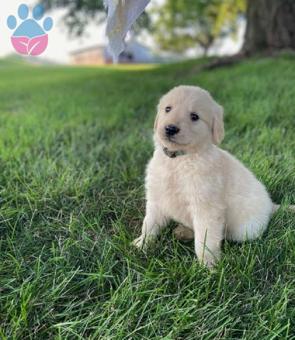 Orijinal Golden Retriever Yavru 2 Aylık