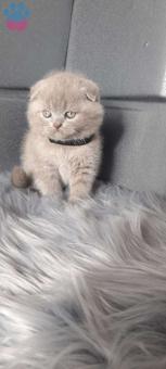 Safkan Scottish Fold Yavrularımız Dişi ve Erkek Yavrular
