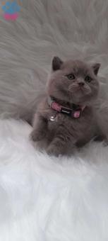 Mükemmel Safkan British Shorthair Lilac Yavrularımız