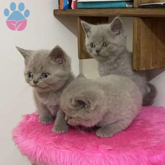 Safkan British Shorthair Yavrularımız