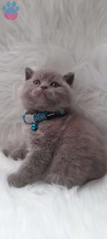 Mükemmel Safkan British Shorthair Yavrularımız