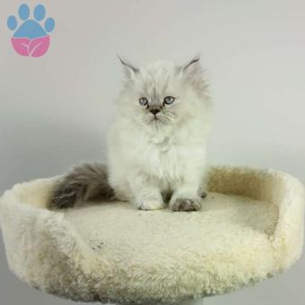 Safkan British Longhair Blue Point Yavrumuz