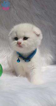 Mükemmel Safkan Beyaz Scottish Fold Yavrularımız