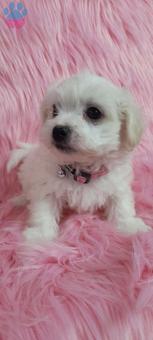 Safkan Maltese Terrier Yavrularımız Dişi ve Erkek Yavrularımız