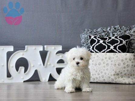 Maltese Terrier Teacup Dişi 2 Aylık Yavru