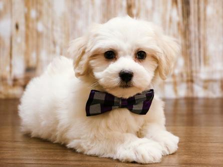 Safkan Kanı Taşıyan Maltipoo Yavrularımız