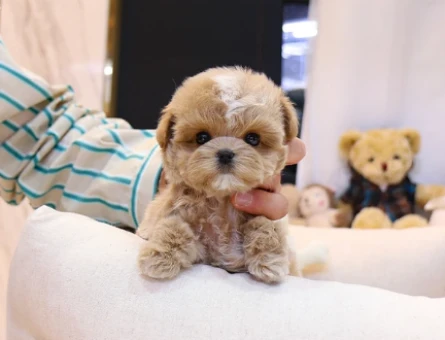 BEBEK YÜZLÜ MALTİPOO BEBEKLERİM - 11112
