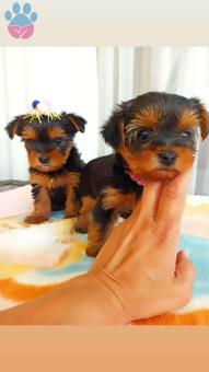 Yorkshire Terrier Yavrular 2 Aylık Erkek