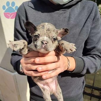 Muhteşem Güzellikteki French Bulldog Yavrularımız