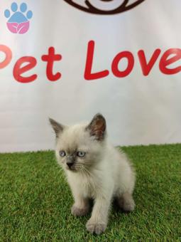 Muhteşem Safkan Blue Point British Shorthair Yavrularımız