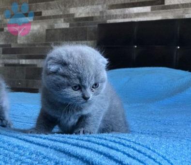 Safkan Koca Kafa Gri Scottish fold Yavrularımız