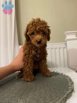 Mükemmel Safkan Toy Poodle Yavrularımız