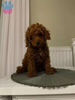 Toy Poodle 2 Aylık Dişi ve Erkek Yavrular