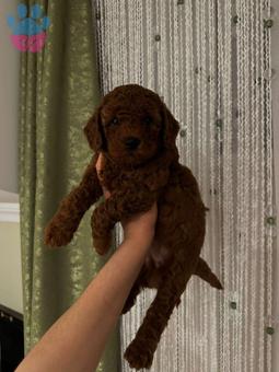 Mükemmel  Toy Poodle Yavrularımız