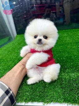 Mükemmel Safkan Pomeranian Boo Yavrumuz