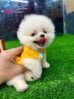 Şecereli Safkan Pomeranian Boo Yavrularımız