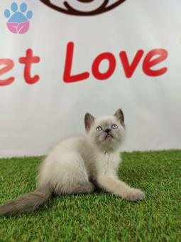 Muhteşem Safkan Blue Point British Shorthair Yavrularımız