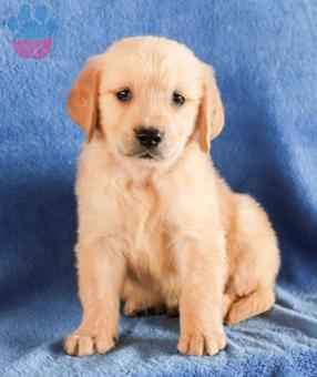 Safkan Golden Retriever Yavrular Orijinal Irk Garantisi