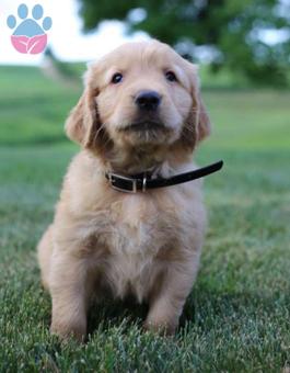 Golden Retriever A Kalite Yavru 2 Aylık Erkek