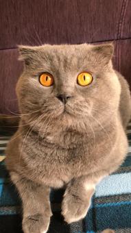 Safkan Gri British Shorthair Yavrularımız