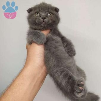 Safkan Kanı Taşıyan Scottish Fold Erkek Yavrumuz