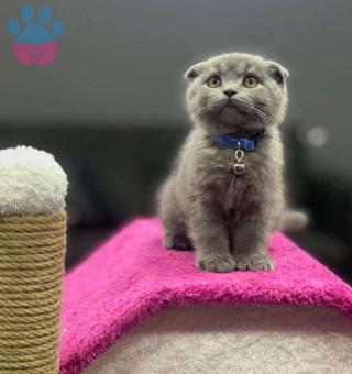 Safkan Scottish Fold Erkek Yavru 2 Aylık