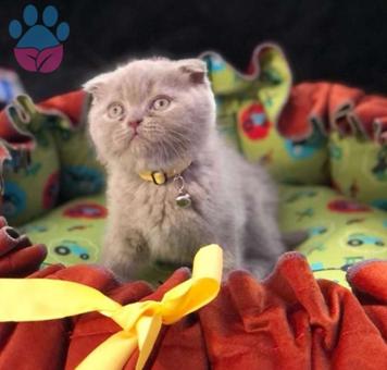 Scottish Fold Safkan Yavrularımız A Kalite