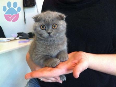 Scottish Fold Dişi ve Erkek Yavrularımız