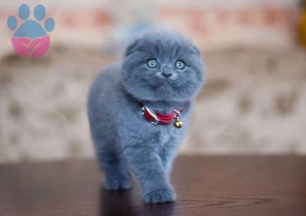 A Kalite Scottish Fold Yavrumuz Dişi