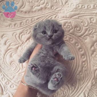 Scottish Fold Safkan Yavrularımız A Kalite