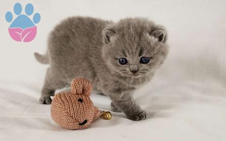 Scottish Fold Dişi ve Erkek Bebekler Yuva Arıyor