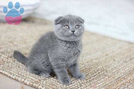 Scottish Fold Safkan 2 Aylık Orijinal Yavrular