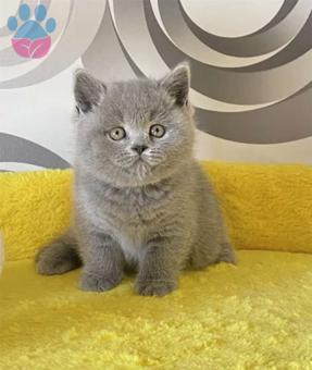 Scottish Fold 2 Aylık Erkek Yavrumuz