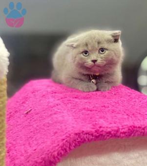 Scottish Fold Safkan 2 Aylık Orijinal Yavrular