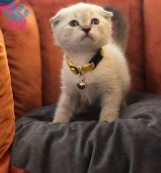 Scottish Fold 2 Aylık Dişi Yuva Arıyor