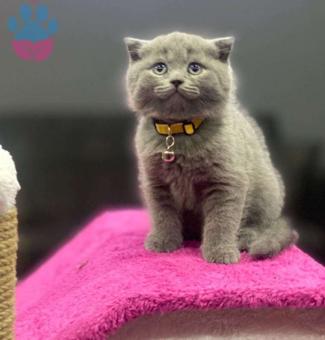 Scottish Fold Dişi ve Erkek Bebekler Yuva Arıyor