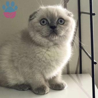 Safkan Scottish fold Blue Point Yavrularımız