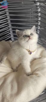 Safkan British Shorthair Yavrularımız 2 Aylık