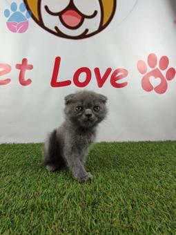 Muhteşem Safkan Scottish Fold Yavrularımız