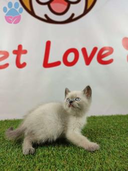 Muhteşem Safkan Blue Point British Shorthair Yavrularımız