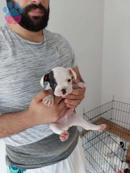 Muhteşem Korsan Yavru French Bulldog