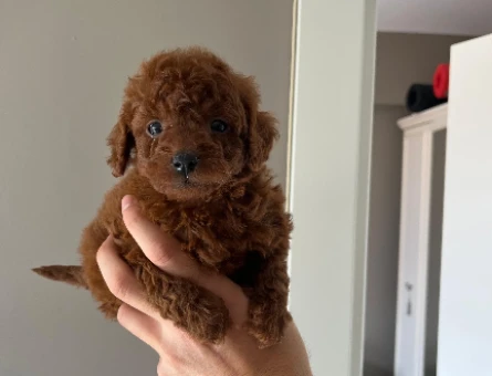 Bebek Toy poodle redbrown - 10067