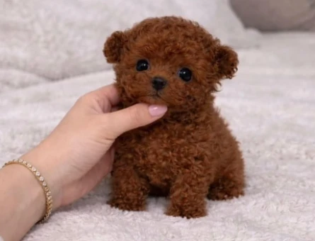 UYGUN BÜTÇELİ TOY POODLE BEBEKLERİM - 11109