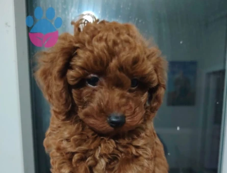 2 Aylık Dişi & Erkek Mikro Toy Poodle Yavruları - 11246